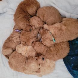 Goldendoodle Puppies from 3 Willows Goldendoodles