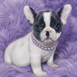 Sugar - Black and white female French Bulldog puppy in Maplewood, New Jersey from Poos&Bulls Keepsake
