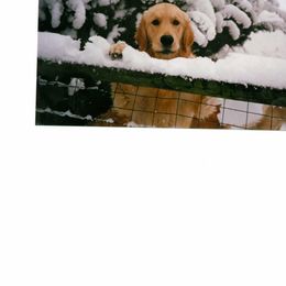 Golden Retriever All Grown Up from High Flyer Golden Retrievers