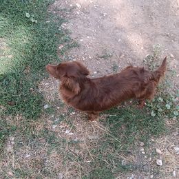 Brownie - Chocolate female Dachshund puppy in Springdale, Washington from TNT MINI DACHSHUNDS
