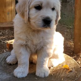 Golden Retriever Puppies from Hoekema Homestead Goldens