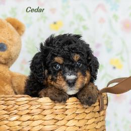 Cedar - Phantom male Bernedoodle puppy in St Joe, Indiana from Pawsh Bernedoodles