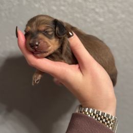 Chocolate Base Shaded Cream - Chocolate and cream male Dachshund puppy in Grandview, Texas from LF & Co Dachshunds