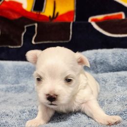 Milo - White male Maltese puppy in Austin, Texas from Austin Maltese Babies