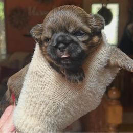 Jelly - Brindle female Shih Tzu puppy in Nekoosa, Wisconsin from Brox Acres House of Fur LLC