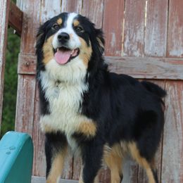 Melony - Miniature Australian Shepherd