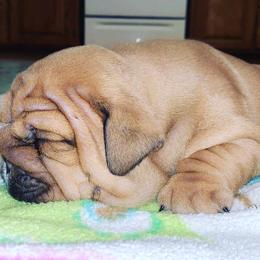 Bulldog Puppies from Dampier Bulldogs Mo
