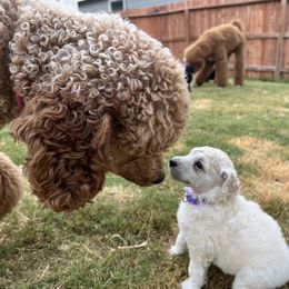 Poodle Puppies from Tyler Family Poodles