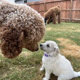Poodle Puppies from Tyler Family Poodles