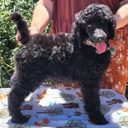 Poodle Puppies from Lyricallanepoodles