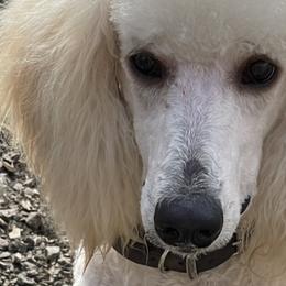 Poodles from Morningstar Standard Poodles