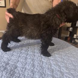 Bouvier des Flandres puppies from Gouden Bouvier