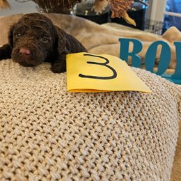 Boy 3 - Brown male Poodle puppy in Detroit, Michigan from Pretty Spoiled Spoos llc