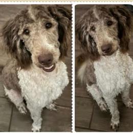 Luna - Goldendoodle