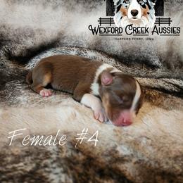 Girl 4 - female Australian Shepherd puppy in Harpers Ferry, Iowa from Wexford Creek Aussies, LLC