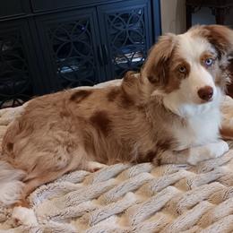 Miniature Australian Shepherd All Grown Up from Sunset Cowgirl Mini Aussies