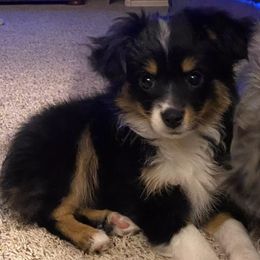 Toy Australian Shepherds from Tiny Paws Aussies