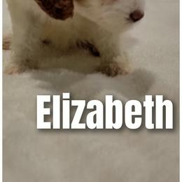 Elizabeth- peach - Parti female Goldendoodle puppy in Fort Worth, Texas from Stacy Warwick