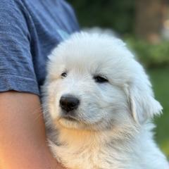 Yukon (green collar) - White male Maremma Sheepdog puppy in Kalamazoo, Michigan from Wild at Farm