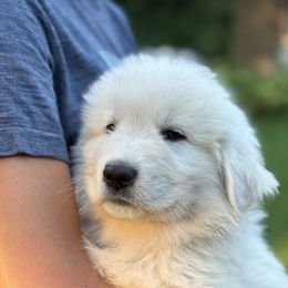 Yukon (green collar) - White male Maremma Sheepdog puppy in Kalamazoo, Michigan from Wild at Farm
