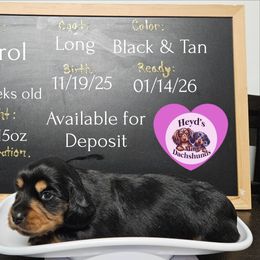 Christmas Carol - Black and tan female Dachshund puppy in Hoquiam, Washington from Heyd's Mini Dachshunds