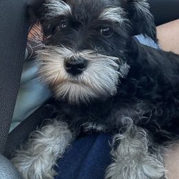 Border Collie and Miniature Schnauzer Puppies from Circle R Sidney