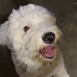 Old English Sheepdogs and Sheepadoodles from By Well Kennels