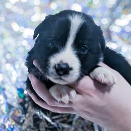 Flower - Black and white female Border Collie puppy in Raccoon, Kentucky from Skyline Border Collies