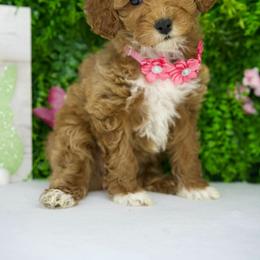 Flora - Parti female Goldendoodle puppy in Brandon, Florida from Murphys Doodles
