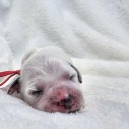 Beanie Baby - White and black male Dalmatian puppy in Gray, Georgia from Fuller Spots