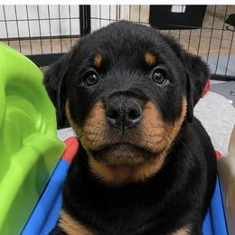 Girl 1 - Black and mahogany female Rottweiler puppy in Edmond, Oklahoma from Noble Oak Rottweilers