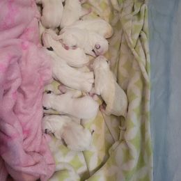 Bull Terrier Puppies from Mary Holsen