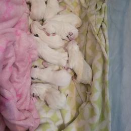 Bull Terrier Puppies from Mary Holsen
