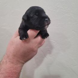 Sassafras - Black female Miniature Schnauzer puppy in Piedmont, Oklahoma from J&K's Miniature Schnauzers