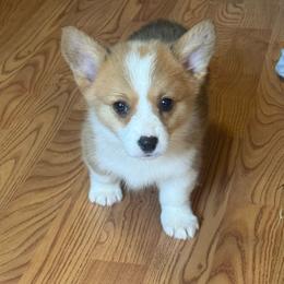 Willow - Sable and white female American Corgi puppy in Missouri from Country Legends Aussies & Corgis