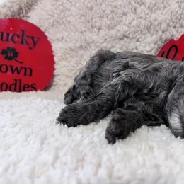 Labradoodles from Lucky Town Doodles