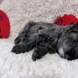 Labradoodles from Lucky Town Doodles