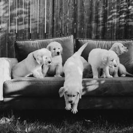Golden Retriever Puppies from Rosemary Goldens