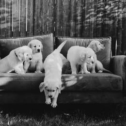Golden Retriever Puppies from Rosemary Goldens