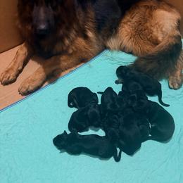 Boy 1 - Black and red male German Shepherd puppy in Watervliet, Michigan from Von Kingsburg Shepherds