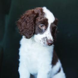 Esmé - Brown and white female Aussiedoodle puppy in Redding, California from Farmstead Doodles