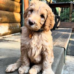 Goldendoodle Puppies from Lundee Doodles