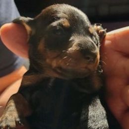Dachshunds from Gerri's Cuties