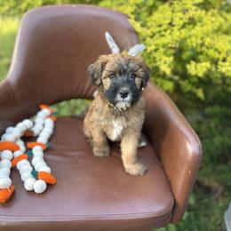 Buttered pecan - Wheaten male Whoodle puppy in Gladewater, Texas from Kalin’s K9s