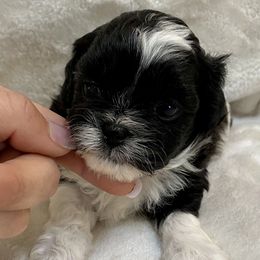 Assorted Doodle Crosses and Pekingese Puppies from Wild Flower Pekingese