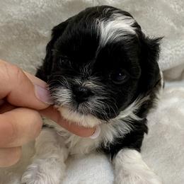 Assorted Doodle Crosses and Pekingese Puppies from Wild Flower Pekingese