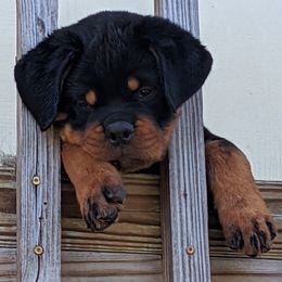 Rottweiler Puppies from Supreme Rottweilers