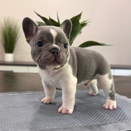 Lilac Pied - Blue male French Bulldog puppy in Smithfield, North Carolina from Roughneck Frenchies