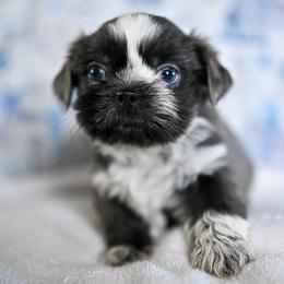 Slate - Lilac male Shih Tzu puppy in Montrose, Colorado from Nana's Happy Pups