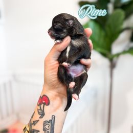 Rime - Wolf sable male Pomeranian puppy in Idaho Falls, Idaho from Country Life Pomeranians